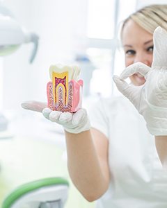 a dentist showing a model of a root canal